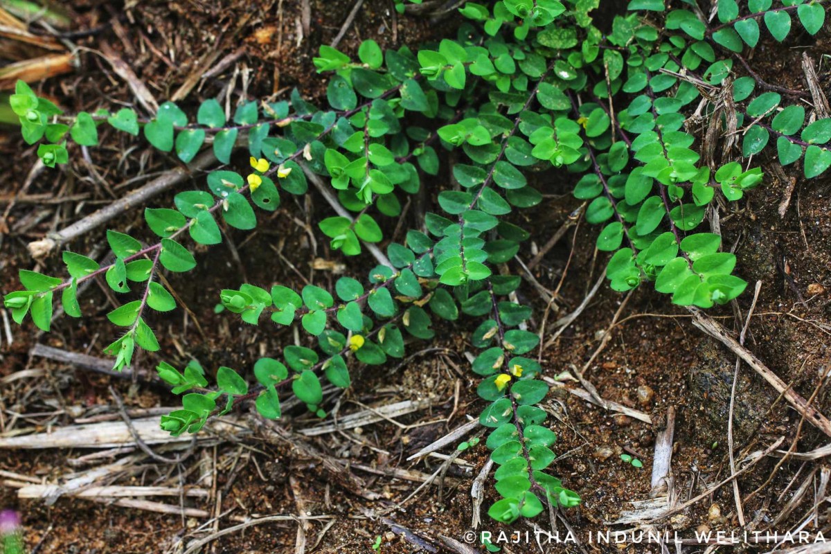 Crotalaria hebecarpa (DC.) Rudd